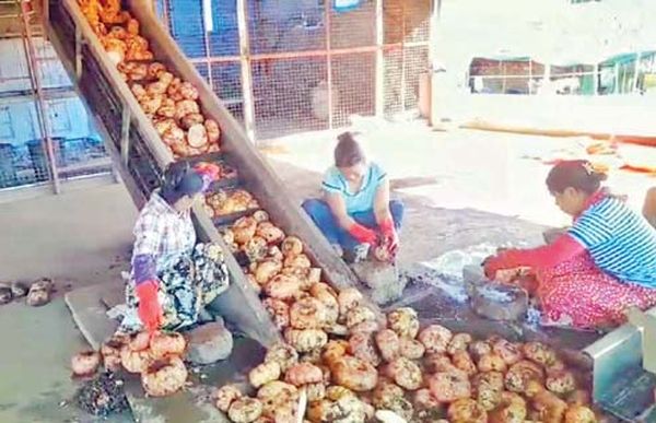 钦邦南部出产的魔芋通过马奎省帕科库县区销往国外地区