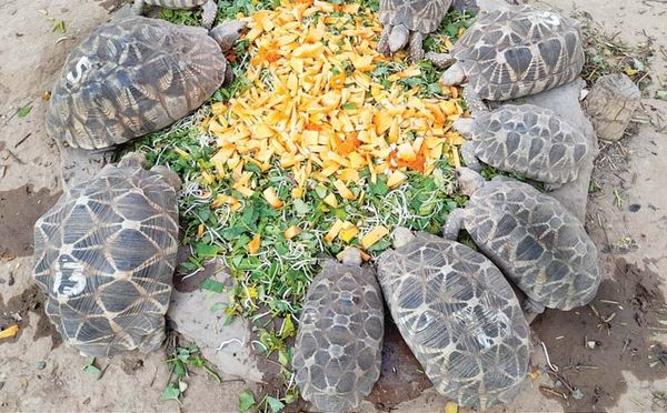 缅甸本土珍稀动物星龟在曼德勒省敏宋山地区茁壮成长