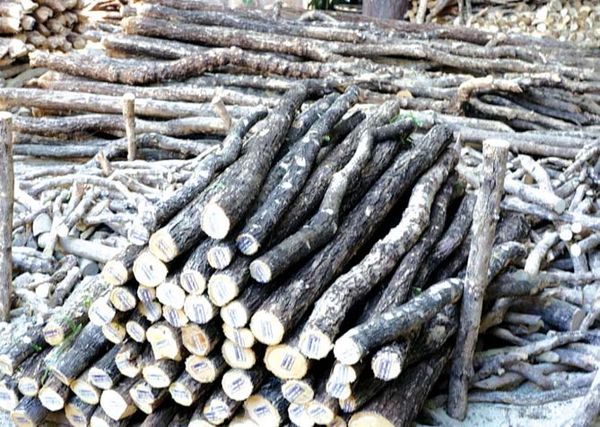 马奎省辛玛东的黄香楝(德娜卡)获得了好价钱