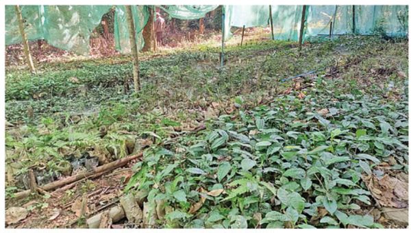 马奎省额别县区咖啡园培育咖啡树苗及其他树苗10多万株