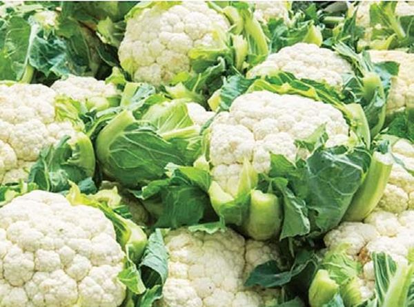 实皆省蒙育瓦县区辣椒与菜花两厨房作物生产情况