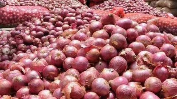 马奎省本漂县区冬作物种植季节期间栽种了洋葱1千多英亩