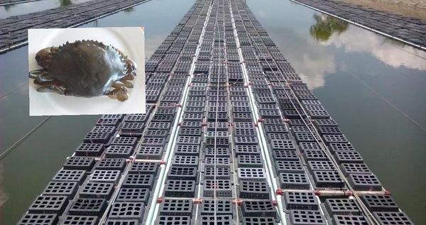 2022年度内缅甸每个月向国外出口40吨软壳螃蟹