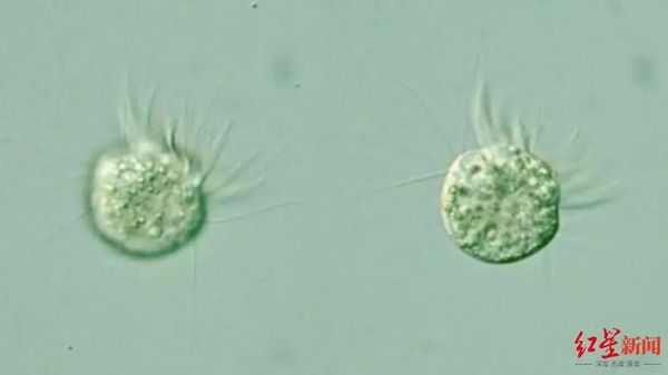 首次发现！科学家找到“专吃病毒”的生物
