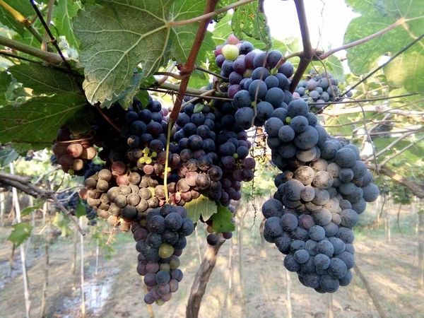 马奎省南卯县区葡萄种植成功果农们也获得好收入