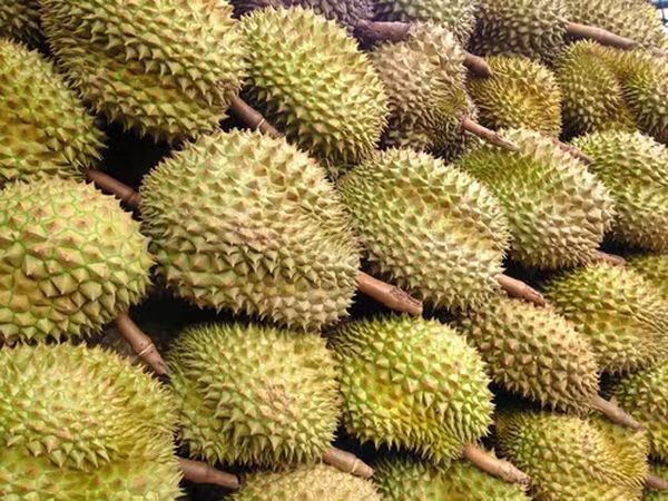 德林达依省丹老县区榴莲果树种植的情况