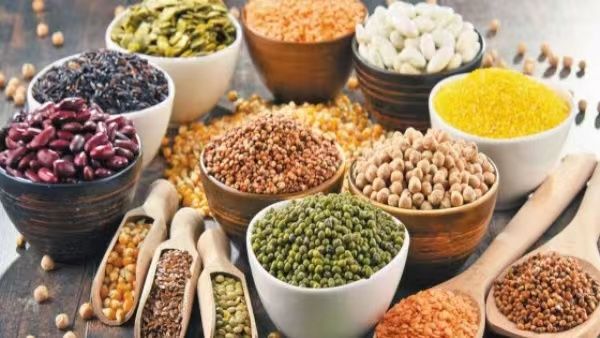 马奎省本漂县区今年冬作物种植季节中豆类的种植情况