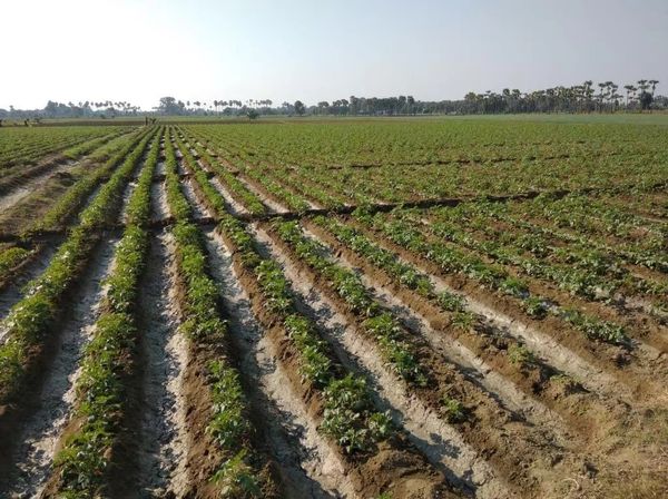 实皆省冬作物种植季节中已种植了马铃薯3千多英亩