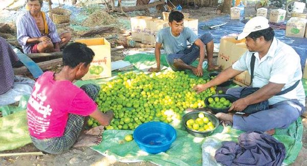曼德勒省季节性果子枣子交易热络获得好价钱