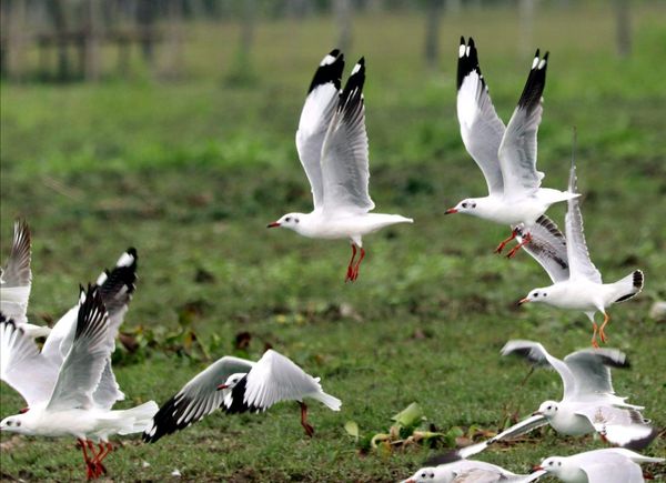 茵都基湖入驻的候鸟及各种水鸟已有23,000多只  