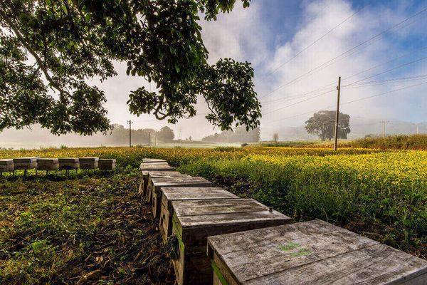 本财政年度9个月内缅甸已向国外出口蜂蜜1,000多吨