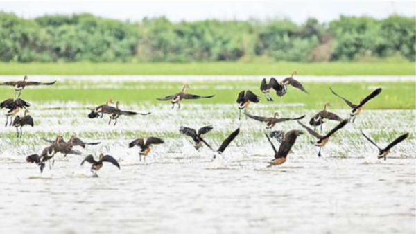 勃固省莫允基野生动物保护林区已有25,000多只候鸟进入