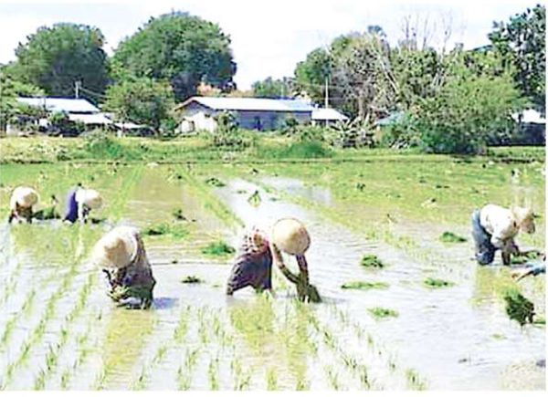 曼德勒省密铁拉县区将利用渠堰之水及湖水种植夏作物1,400英亩