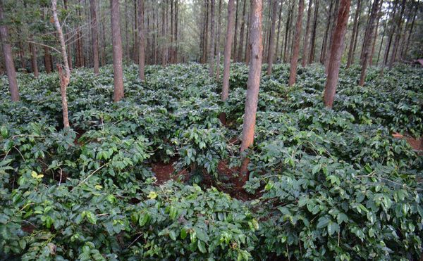 包括伊洛瓦底省种植的300英亩在内缅甸种植了低地咖啡1万英亩  