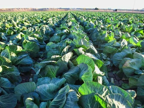 马奎省本漂县区实皆省遵纳县区冬作物季节期间种植菜花作物获得成功