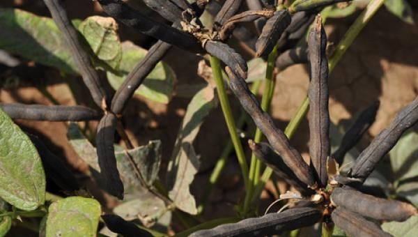 伊洛瓦底省宫漂县区冬作物种植季节中已种植黑麦豆10多万英亩