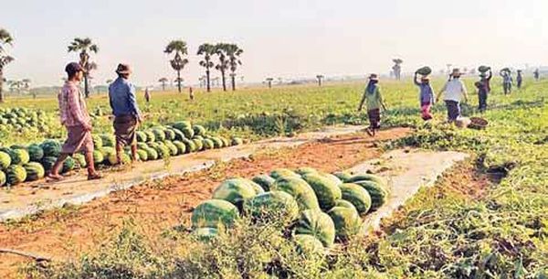 中国春节前夕缅甸国内西瓜香瓜获得了好价钱