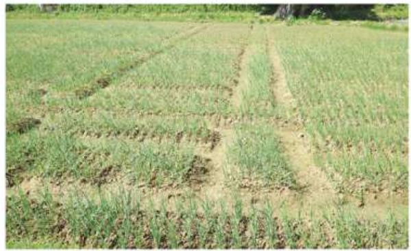实皆省瑞帽专区冬作物种植季节期间洋葱种植面积大幅度增加  
