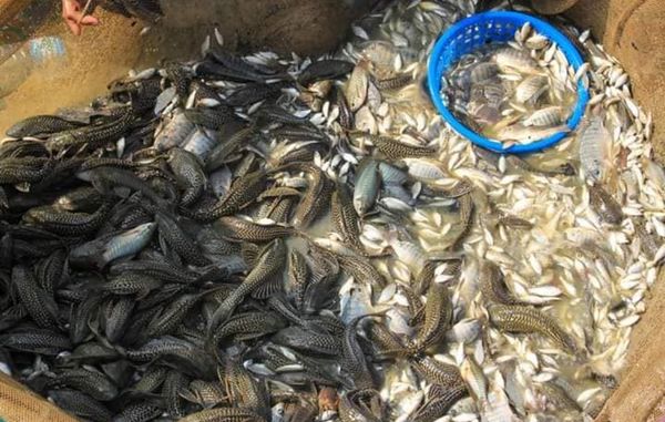 伊洛瓦底省博加礼县区鲇鱼价钱上扬渔农们盈利良多