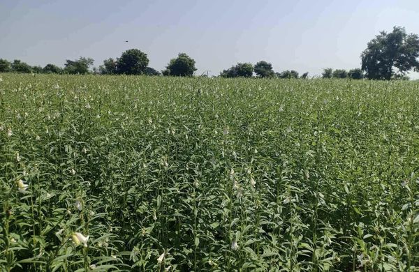 马奎省本漂县区完成7万多英亩冬作物的种植工作