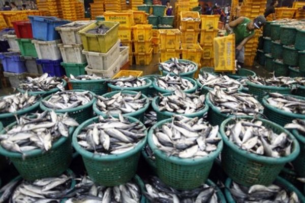 仰光鱼市场鱼类进入多价钱稳定