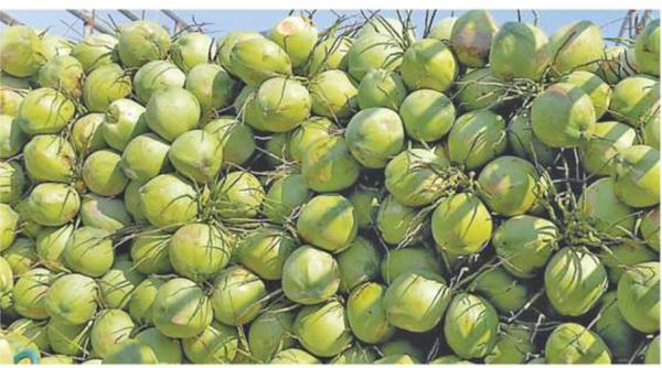 伊洛瓦底省壁榜县区所产的嫩椰重新出口国外获得好价钱