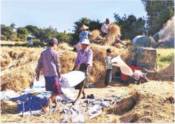 实皆省遵纳县区雨季稻收割工作结束每英亩产量73.47缅箩