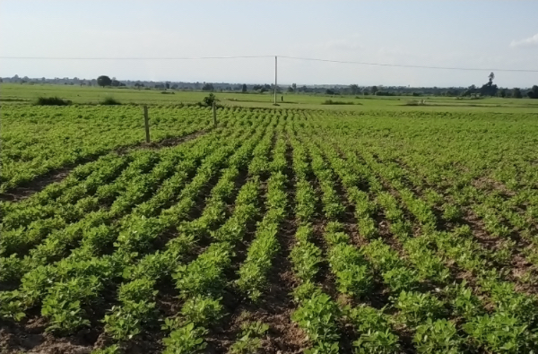伊洛瓦底省海基遵地区内种植了油料作物冬花生3,062英亩  