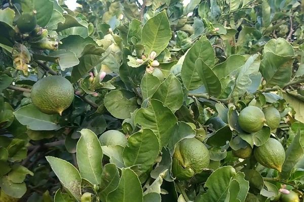 曼德勒省皎栖县区柠檬水果价钱上扬果农们收益良多