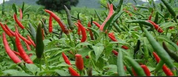 伊洛瓦底省种植了冬辣椒7万多英亩
