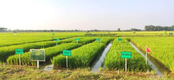 仰光省今年夏季规划种植20多万英亩夏季稻