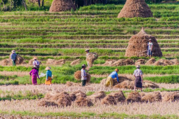 勃固省东吁专区90%雨季稻已完成收割工作 