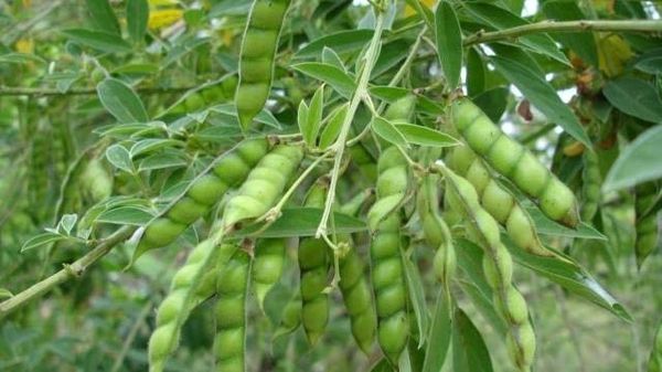 实皆省瑞帽专区木豆已大量出产在市场上也获得好价钱