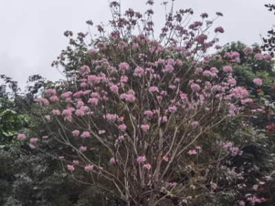 人生如花∽观花有感（卓叶）