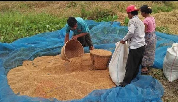 实皆省格礼专区雨季稻收割工作已全部完成