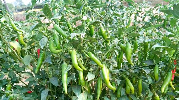 伊洛瓦底省姜贡县区种植的青辣椒获得好价钱