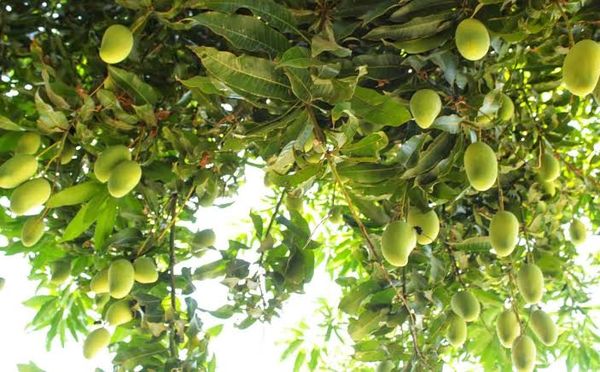 马奎省本漂县区今年芒果可能获得丰收