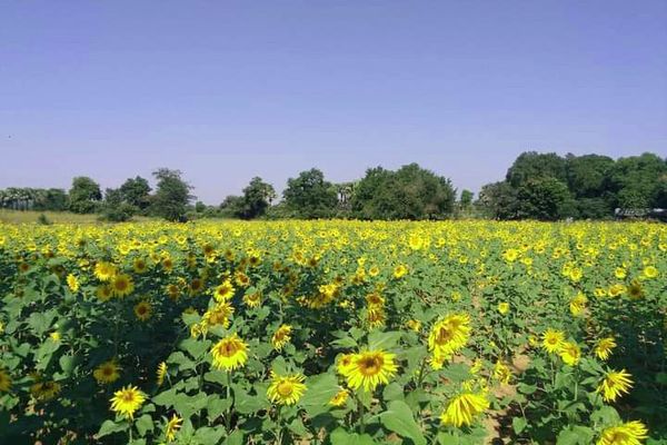 曼德勒省密铁拉专区完成9,700多英亩向日葵的种植