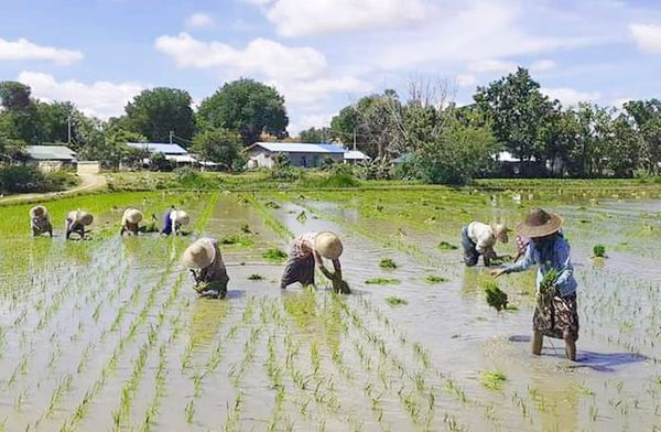 曼德勒省密铁拉专区规划种植2万多英亩夏作物