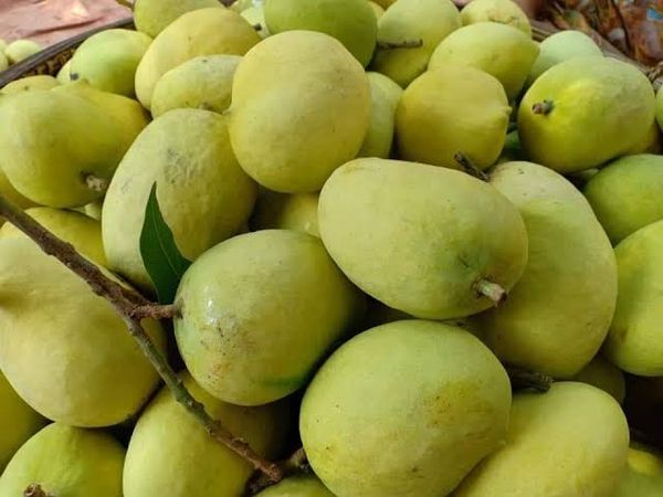 伊洛瓦底省渺弥亚县区初上市的芒果获得好价钱