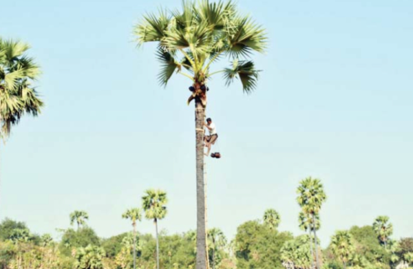 曼德勒省良吴县区初上市的棕榈糖获得了好价钱