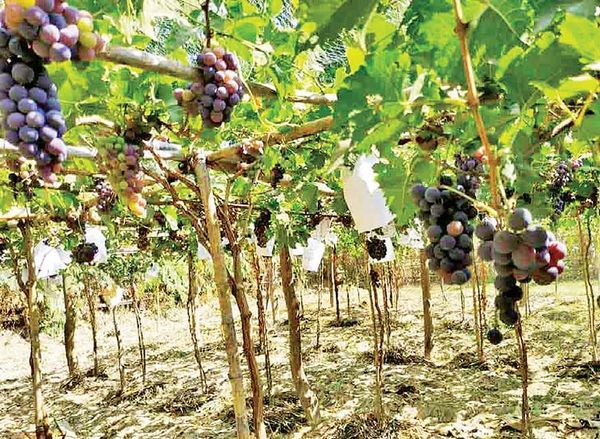 马奎省本漂县区利用地下水种植葡萄获得成功