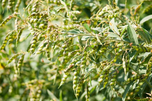 因买家大量购买储藏国外需求量也大缅甸木豆价钱上扬