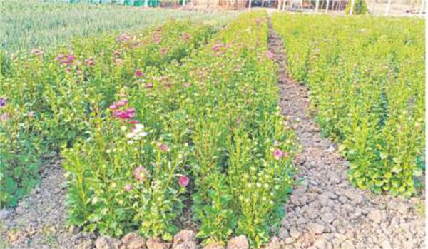 实皆省甘布鲁县区乡村民众种植各种蔬菜作物增加家庭收入