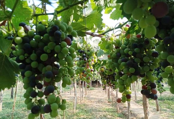 曼德勒省央米丁县区冬季种植的葡萄已出产上市品质良好