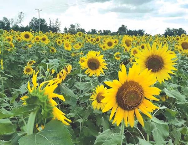 勃固省包康县区冬作物种植季节期间种植7千多英亩油料作物