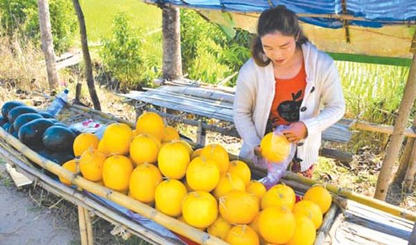 掸邦东部景栋县区种植香瓜获得好价钱