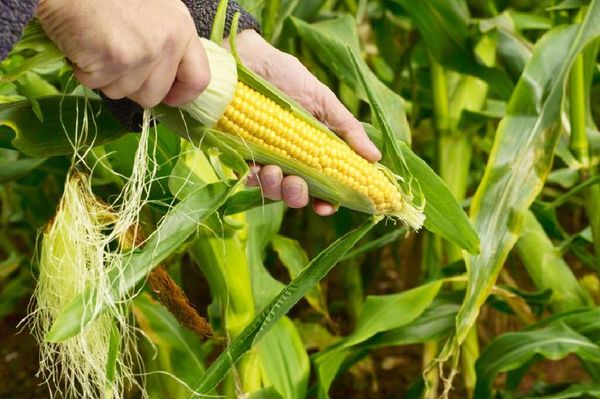 内比都地区冬作物种植季节期间完成6千多英亩玉米的的种植工作