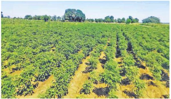 马奎省本漂县区冬作物种植季节期间种植了辣椒1,405英亩