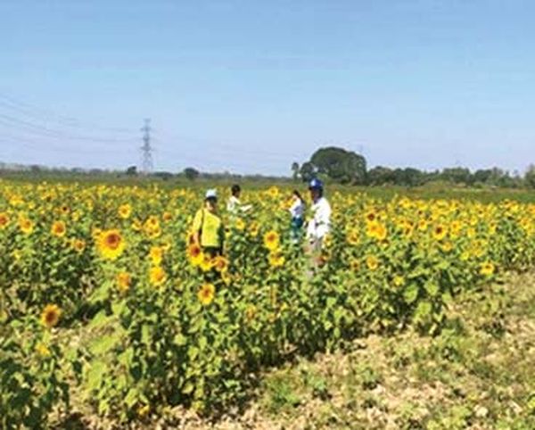 勃固省皎彬高县区油料作物种植情况